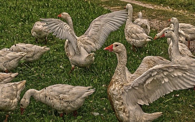 Free download Goose Poultry Geese -  free photo or picture to be edited with GIMP online image editor