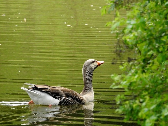 Free download Goose Water Bird Nature -  free photo or picture to be edited with GIMP online image editor