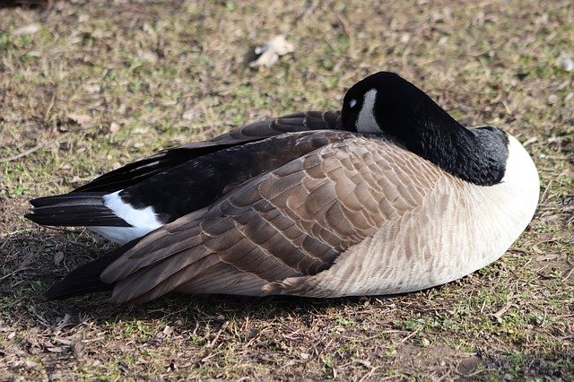 Free download Goose Water Bird Wild Canada -  free photo or picture to be edited with GIMP online image editor