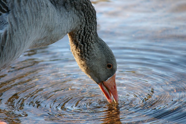 Free download goose waterfowl wildlife nature free picture to be edited with GIMP free online image editor