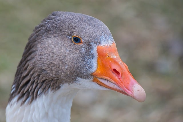 Free download goose wild goose greylag goose free picture to be edited with GIMP free online image editor