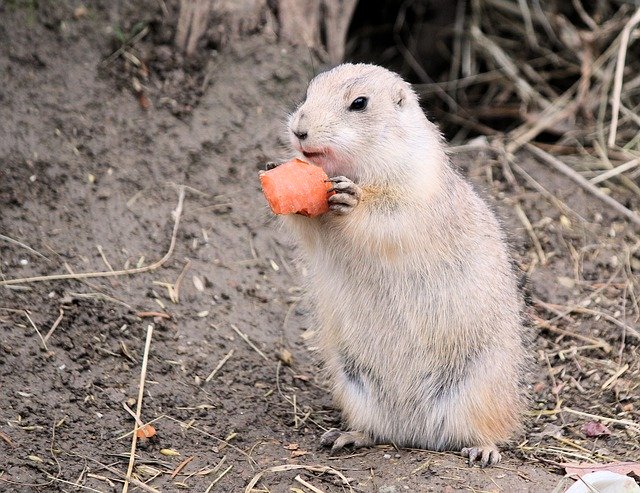 Free download Gopher Rodent Mammal -  free photo or picture to be edited with GIMP online image editor