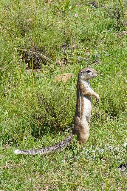 Free download Gophers Animal Nature -  free photo or picture to be edited with GIMP online image editor