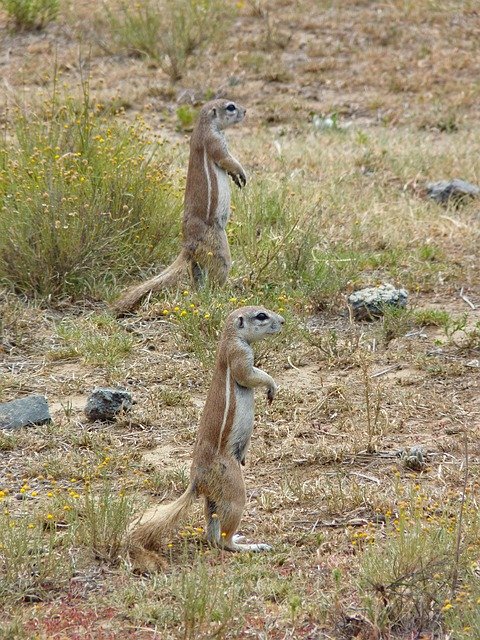 Free download Gophers Animals Nature -  free photo or picture to be edited with GIMP online image editor