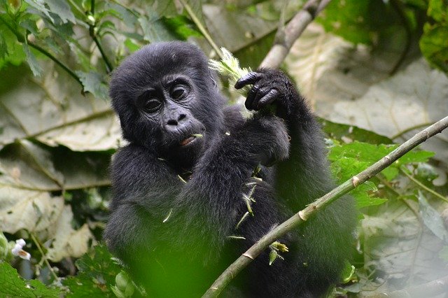 Muat turun percuma Gorilla Baby Monkey - foto atau gambar percuma untuk diedit dengan editor imej dalam talian GIMP