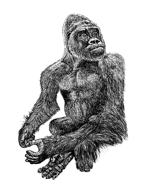 Free download Gorilla Black Zoo -  free illustration to be edited with GIMP free online image editor
