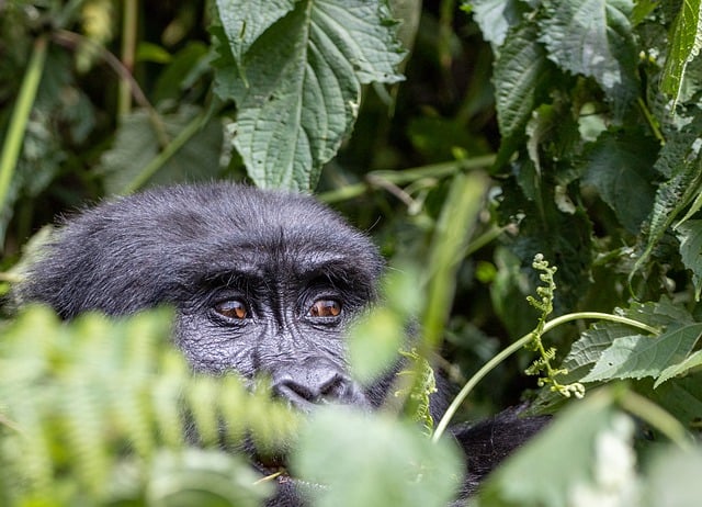 Free download gorilla eyes forest jungle safari free picture to be edited with GIMP free online image editor