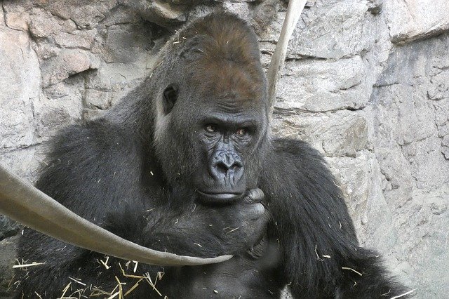 Free download Gorilla Male Look -  free photo or picture to be edited with GIMP online image editor