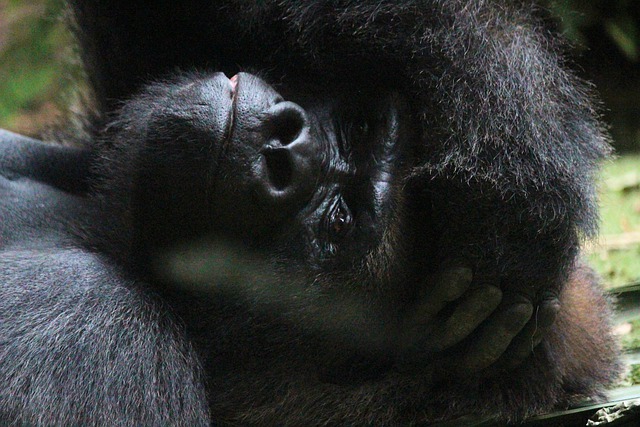 Macaco Fotos e Imagens para Baixar Grátis