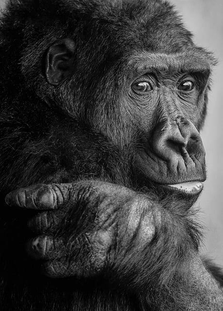 Free download gorilla primate ape mammal free picture to be edited with GIMP free online image editor