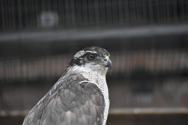 Free download Goshawk Animal Bird -  free photo or picture to be edited with GIMP online image editor