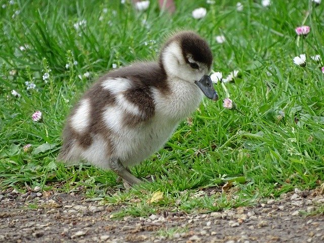 Free download Goslings Macro Goose -  free photo or picture to be edited with GIMP online image editor