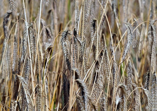 Free download grain cornfield agriculture field free picture to be edited with GIMP free online image editor