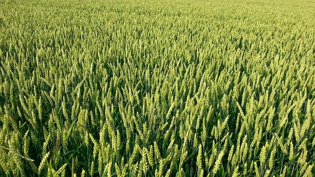 Free download Grain Cornfield Cereals -  free illustration to be edited with GIMP free online image editor