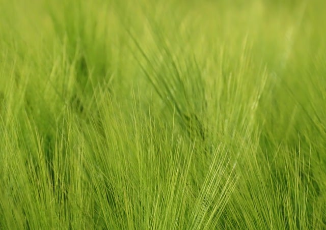 Free download grain cornfield harvest agriculture free picture to be edited with GIMP free online image editor