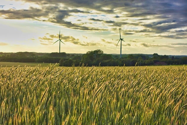 Free download grain field harvest nature free picture to be edited with GIMP free online image editor