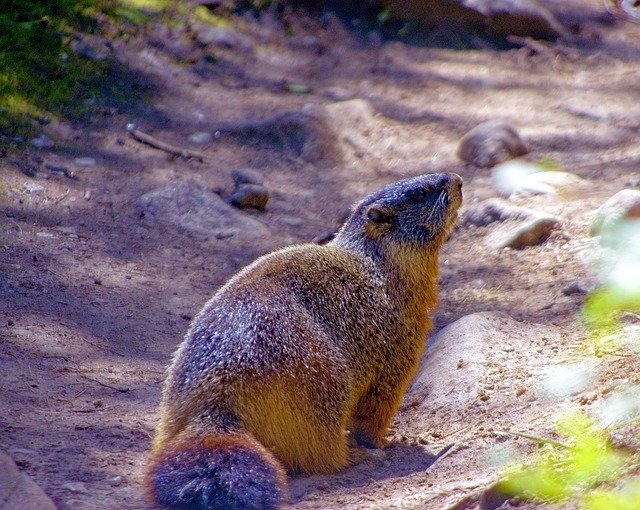 Free download Grand Teton Yellow-Bellied Marmot -  free photo or picture to be edited with GIMP online image editor