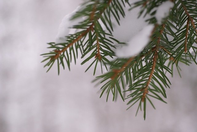 Free download Gran Winter Spruce -  free photo or picture to be edited with GIMP online image editor