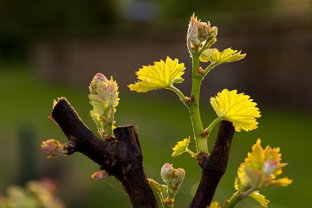 Free download Grape Backlighting Evening -  free photo or picture to be edited with GIMP online image editor