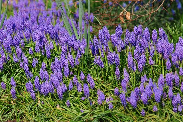 Free download Grape Hyacinth Flowers Spring -  free photo or picture to be edited with GIMP online image editor