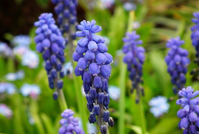 Free download Grape Hyacinths Flowers Blue -  free photo or picture to be edited with GIMP online image editor