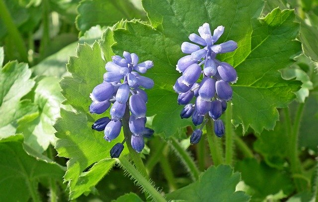 Free download Grape Hyacinths Flowers Spring -  free photo or picture to be edited with GIMP online image editor