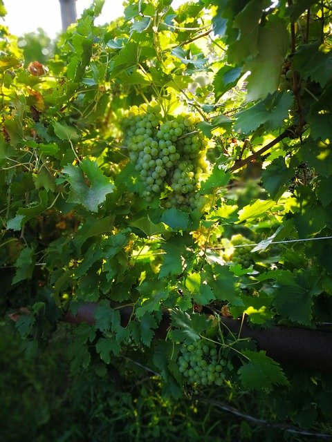 বিনামূল্যে ডাউনলোড করুন Grape Plant Nature - বিনামূল্যে ছবি বা ছবি GIMP অনলাইন ইমেজ এডিটর দিয়ে সম্পাদনা করতে হবে