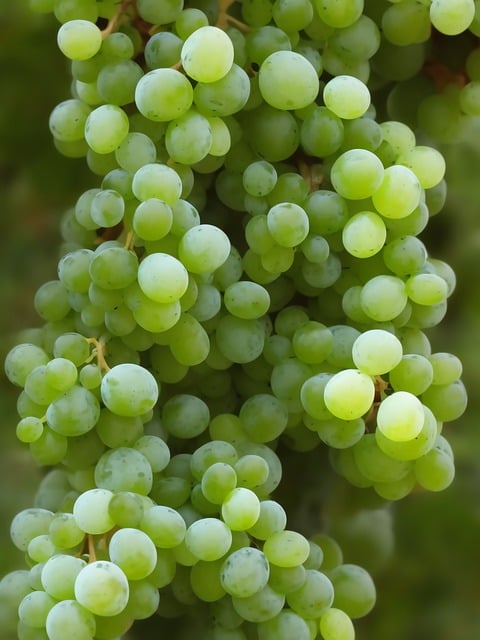 Free download grapes fruit healthy nutrition free picture to be edited with GIMP free online image editor