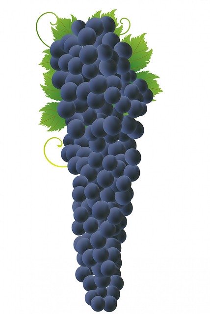 Free download Grapes Grape Bunch -  free illustration to be edited with GIMP free online image editor