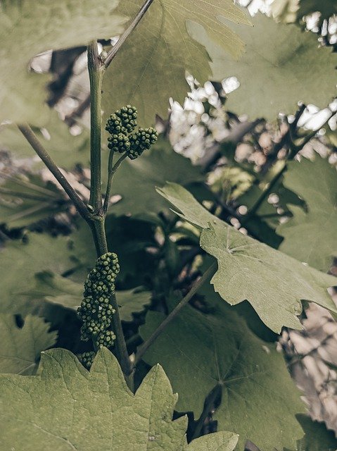 Free download grapes grapevine fruits nature free picture to be edited with GIMP free online image editor