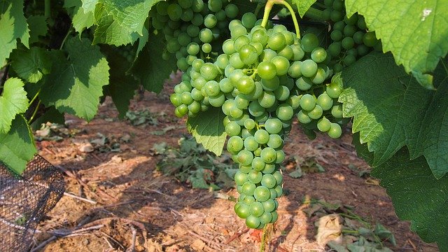 Unduh gratis Grapes Green Vineyard - foto atau gambar gratis untuk diedit dengan editor gambar online GIMP