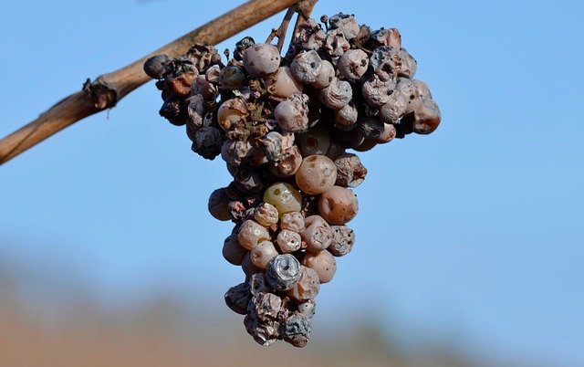 Free download Grapes Over Ripe Noble Rot -  free photo or picture to be edited with GIMP online image editor