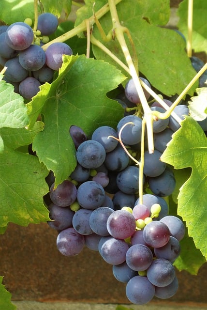 Free download grapes ripe fruit autumn tasteful free picture to be edited with GIMP free online image editor