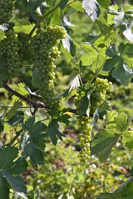 Free download Grapes Spring Nature -  free photo or picture to be edited with GIMP online image editor