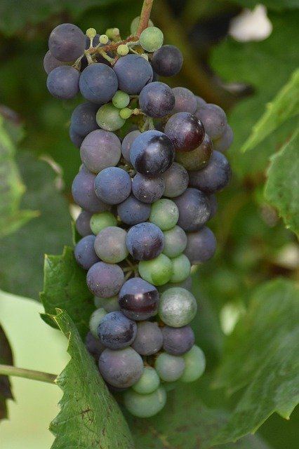 Free download Grapes Tros Wine -  free photo or picture to be edited with GIMP online image editor