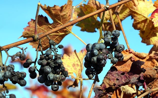 Free download grapes vine leaves viticulture free picture to be edited with GIMP free online image editor