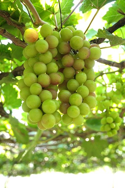 Free download Grapes Vineyard Ninh Thuan -  free photo or picture to be edited with GIMP online image editor