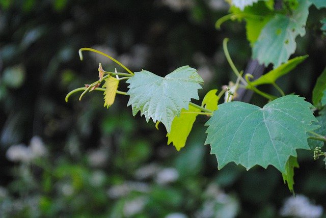 Free download Grape Vine Green -  free free photo or picture to be edited with GIMP online image editor