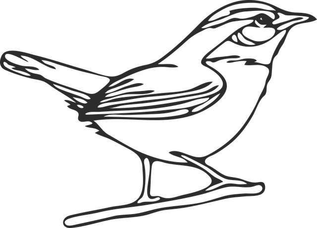 Free download Graphic Mockingbird Northern - Free vector graphic on Pixabay free illustration to be edited with GIMP free online image editor