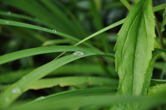 Free download Grass A Drop Of Rain -  free photo or picture to be edited with GIMP online image editor