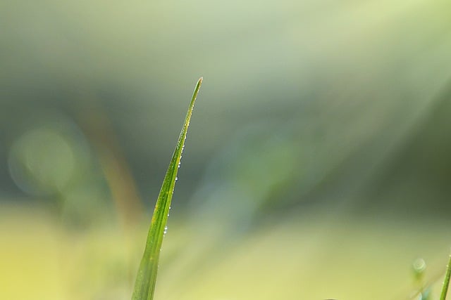 Free download grass blade of grass sunshine free picture to be edited with GIMP free online image editor