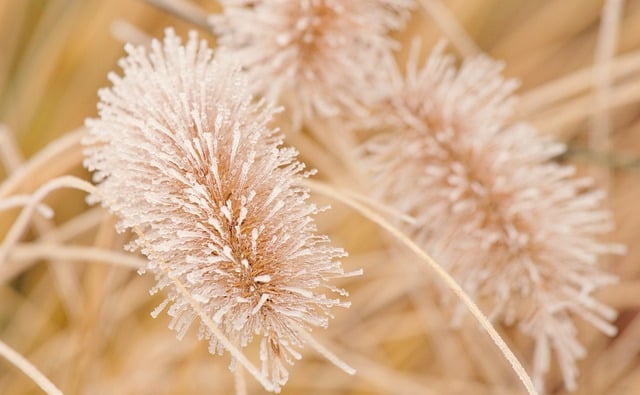 Free download grass blades of grass frost winter free picture to be edited with GIMP free online image editor