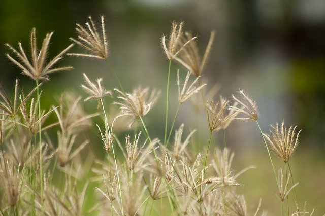 Free download Grass Brown Nature free photo template to be edited with GIMP online image editor