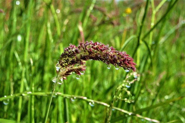 Free download Grass Dew Curved -  free photo or picture to be edited with GIMP online image editor