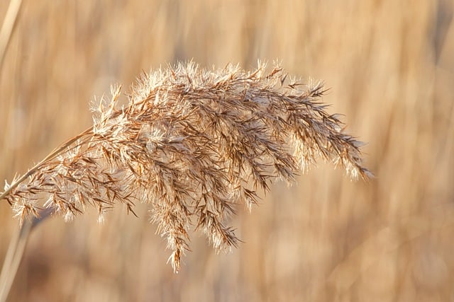 Free download grass dried grass halm free picture to be edited with GIMP free online image editor