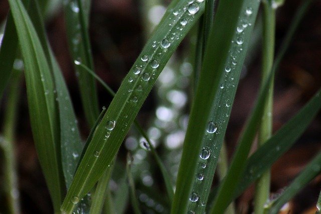 Free download Grass Drip Morning -  free photo or picture to be edited with GIMP online image editor