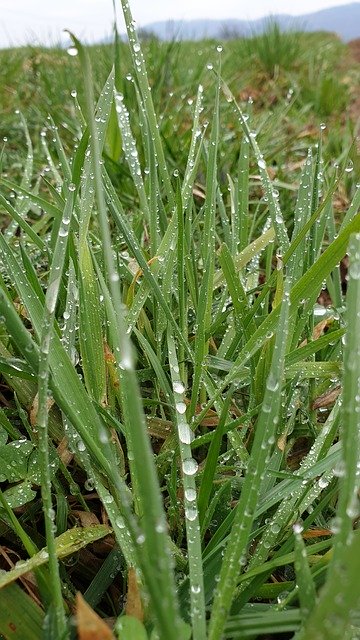 Free download Grass Drops Of Rain Meadow -  free photo or picture to be edited with GIMP online image editor