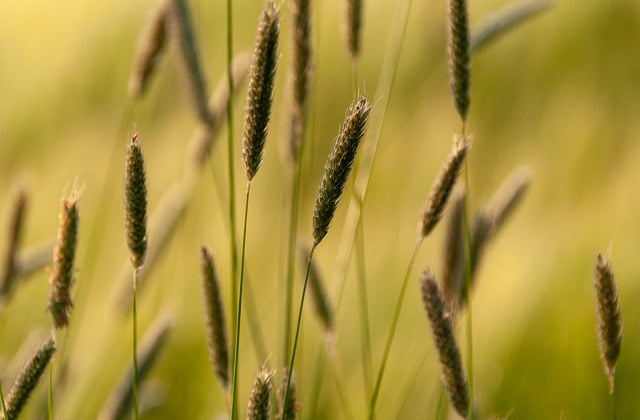 Free download grasses beautiful nature nature free picture to be edited with GIMP free online image editor