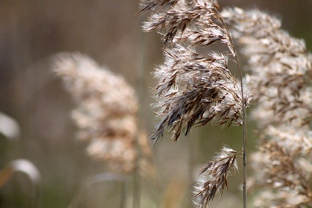 Free download Grasses Bloom Beige -  free photo or picture to be edited with GIMP online image editor