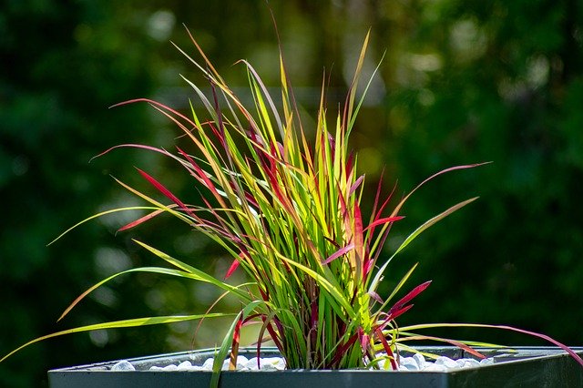 Free download Grasses Grass Garden -  free photo or picture to be edited with GIMP online image editor